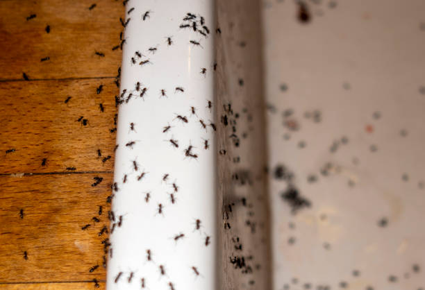 Best Bed Bug Extermination  in Spring Valley, IL