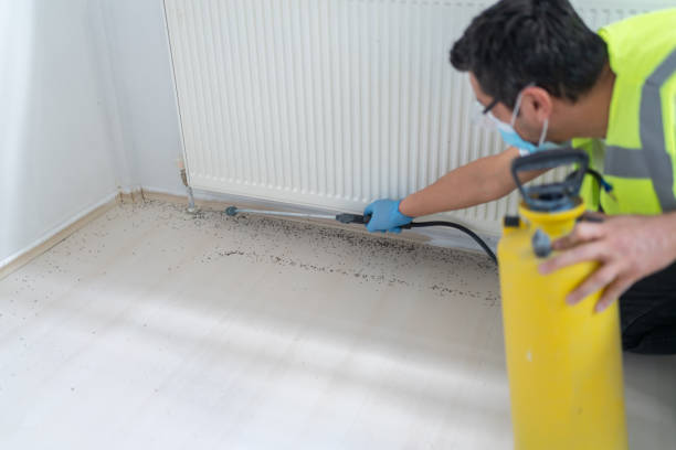 Best Rat Extermination Near Me  in Spring Valley, IL